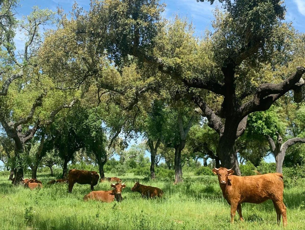 Herdade Da Maridona - Agroturismo Ештремош Екстер'єр фото